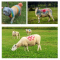 Aerosol 500ml Animal Marking Livestock Markers Spray Paint