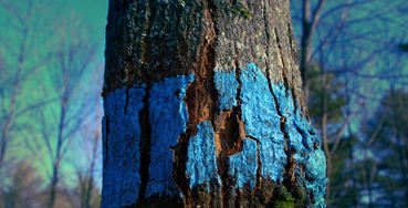 Aeropak 500ml Tree Marking Spray Paint for tree